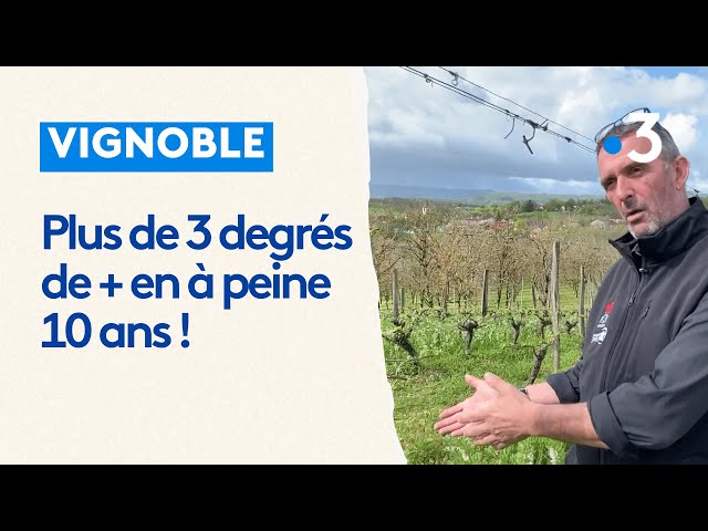 Vin de Branceilles : des rouges toujours plus puissants