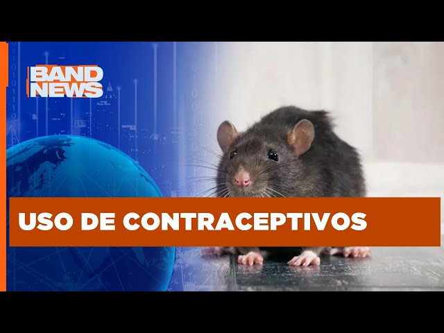 NY debate projeto para controle de natalidade de ratos | BandNews TV