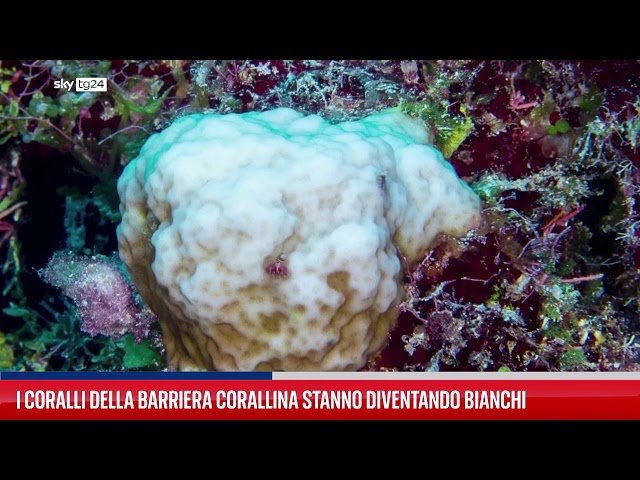 ⁣Trovati coralli sbiancati nella barriera corallina