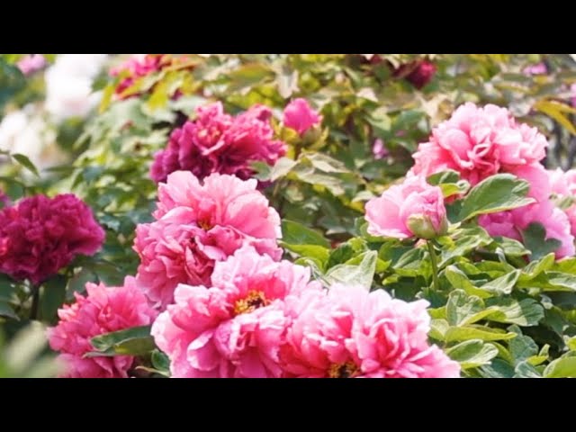Chinese and foreign youth join hands for music video on peonies