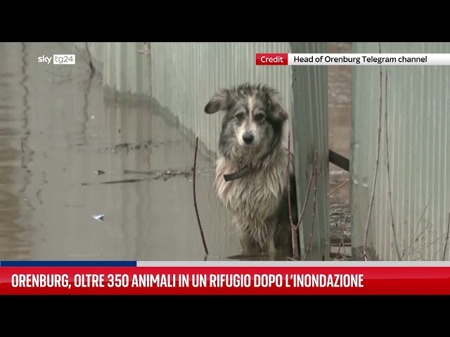 Orenburg, oltre 350 animali in un rifugio dopo l’inondazione