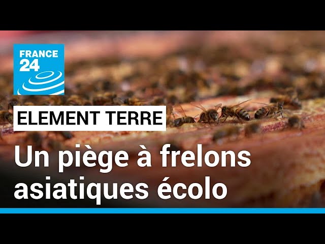 Un apiculteur invente un piège à frelons asiatiques unique au monde • FRANCE 24