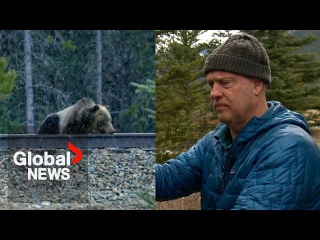 ⁣Banff’s famous grizzly bear’s close call with moving train caught by local filmmaker