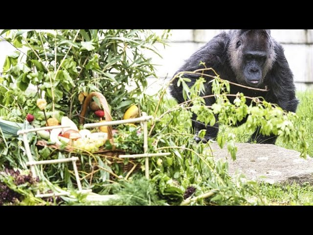 ⁣Schon seit vor der Mauer in Berlin - Ältester Gorilla der Welt: Fatou feiert 67. Geburtstag