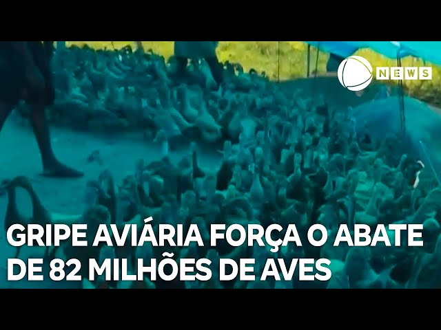 Gripe aviária força o abate de 82 milhões de aves nos EUA