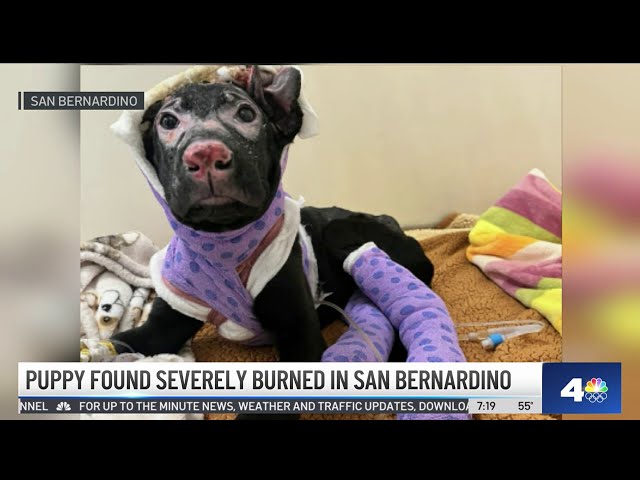 ⁣Puppy found severely burned in San Bernardino