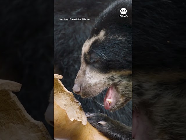 ⁣Andean bears enjoy honeycomb at San Diego Zoo