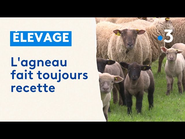 L'agneau du Poitou-Charentes, un produit phare de la région