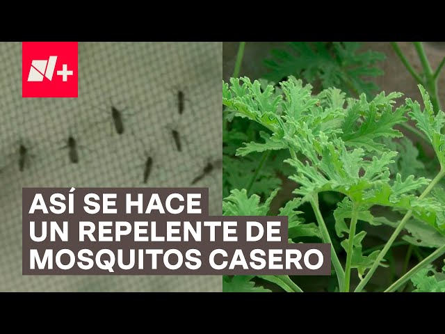 ⁣¿Cómo hacer repelente casero para mosquitos? - N+