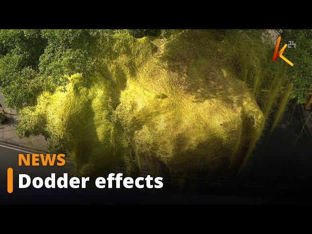 ⁣12 counties record a fast-moving invasive weed known as dodder, which threatens food security