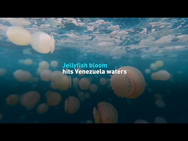 Jellyfish bloom hits Venezuela waters