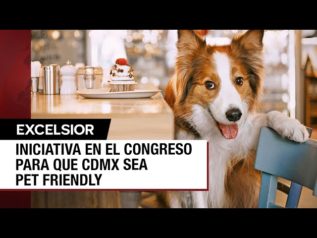 Van por una CDMX más pet friendly