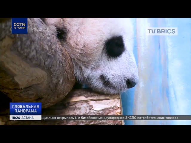 ⁣В Московском зоопарке рассказали, как проходят буднисемимесячной панды, и что её ждёт в будущем