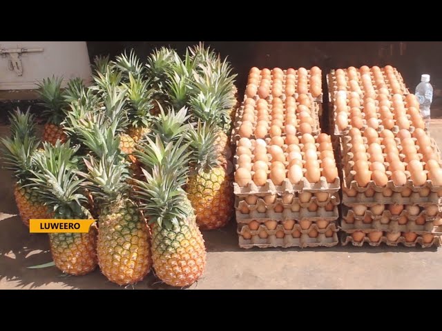 Agriculture in greater Luweero  - Pineapple farmers urged to revive cooperative movements