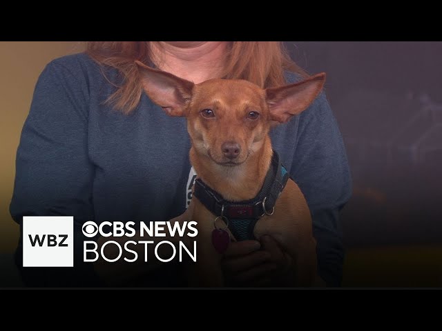 ⁣Scituate Animal Shelter looking for home for puppy in need of training an socialization