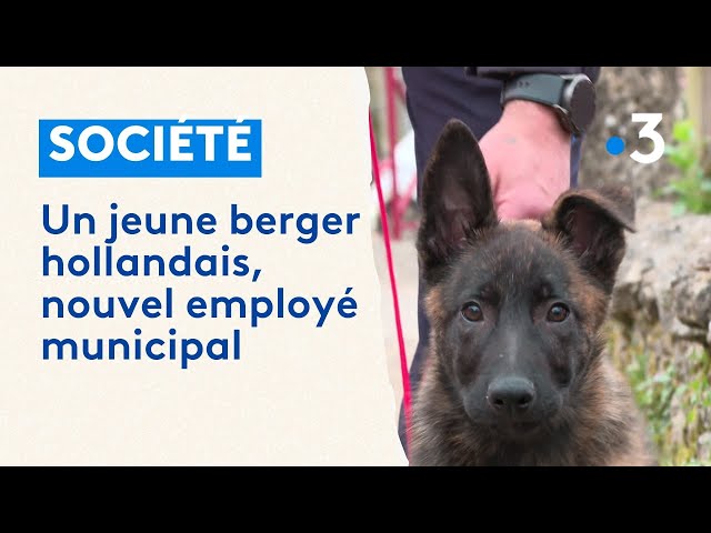 Chien, employé municipal