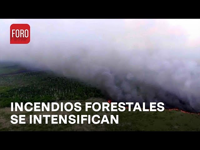 ⁣Se registran 77 incendios forestales en México; en Yucatán se Intensifican - Las Noticias