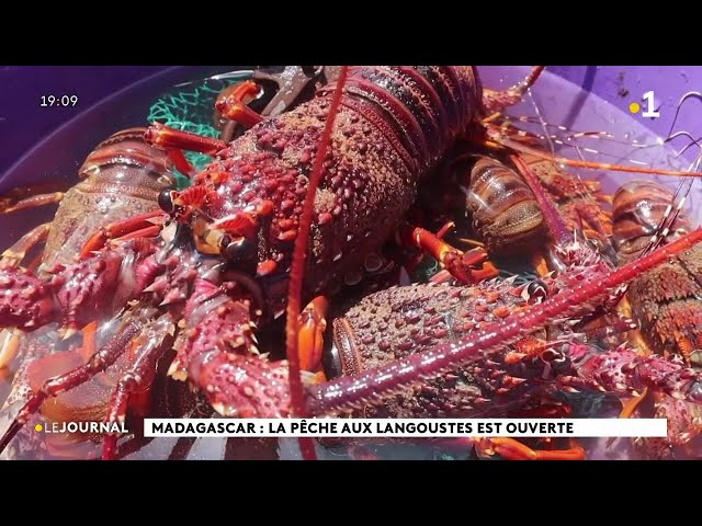 Madagascar : la pêche aux langoustes est ouverte