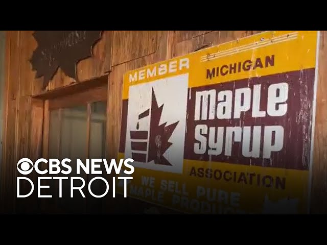 ⁣The impact of Michigan's warm winter on maple syrup production