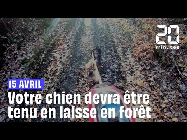 ⁣15 avril : Votre chien devra être tenu en laisse en forêt