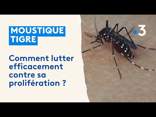 ⁣Moustiques tigre : des ateliers pour lutter contre sa prolifération