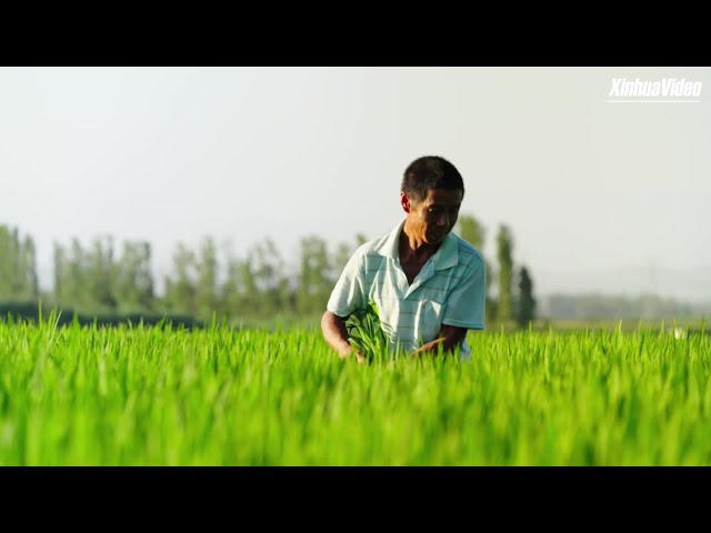 ⁣The Sounds of Xinjiang -- Frog sound from rice field