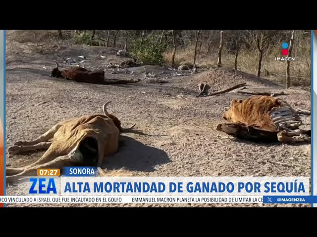 Corroboran la muerte de al menos 30 vacas en Álamos, Sonora | Noticias con Francisco Zea