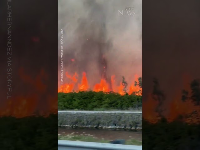 WATCH: Brush fire burns over 150 acres of land in Miami #shorts