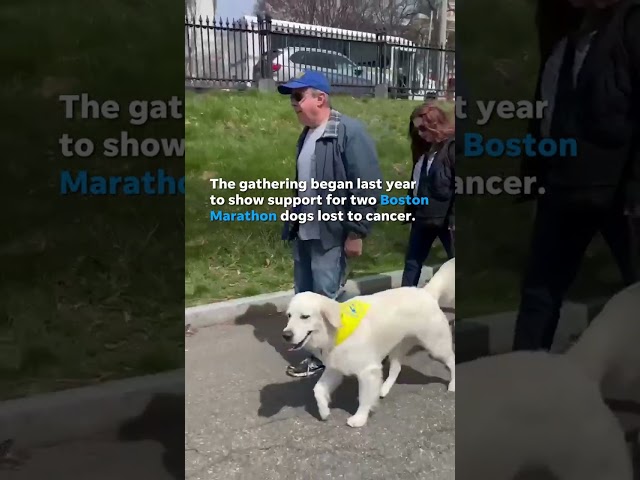 ⁣Golden retrievers meet in masse to raise money for canine cancer #Shorts