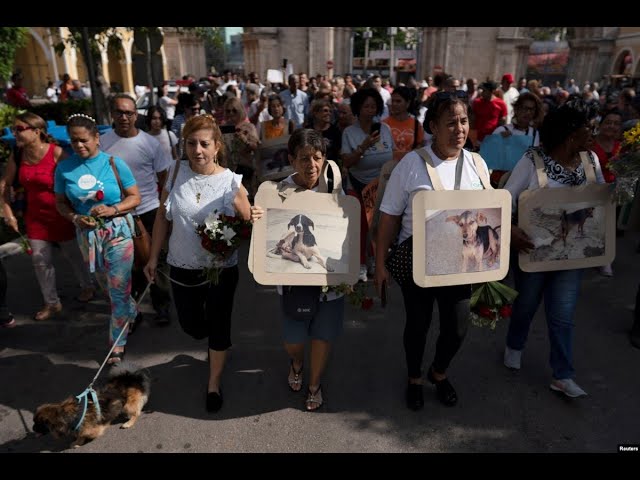 Info Martí | No a la violencia animal en Cuba