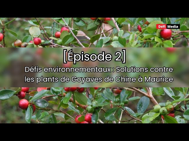 [Épisode 2] DDéfis environnementaux : Solutions contre les plants de Goyaves de Chine à Maurice