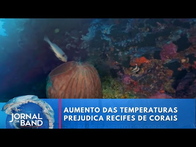 Aumento das temperaturas dos oceanos prejudica recifes de corais | Jornal da Band