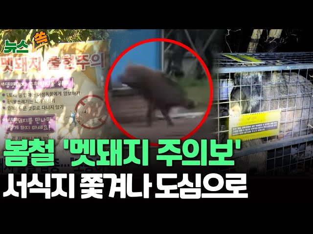 [뉴스쏙]봄철 '멧돼지 주의보' 서식지 쫓겨나 도심으로…방역도 '비상' / 연합뉴스TV (YonhapnewsTV)
