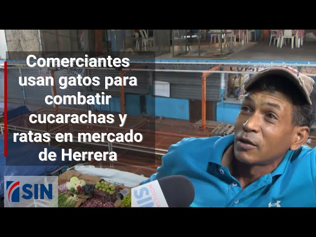 ⁣Comerciantes usan gatos para combatir cucarachas y ratas en mercado de Herrera