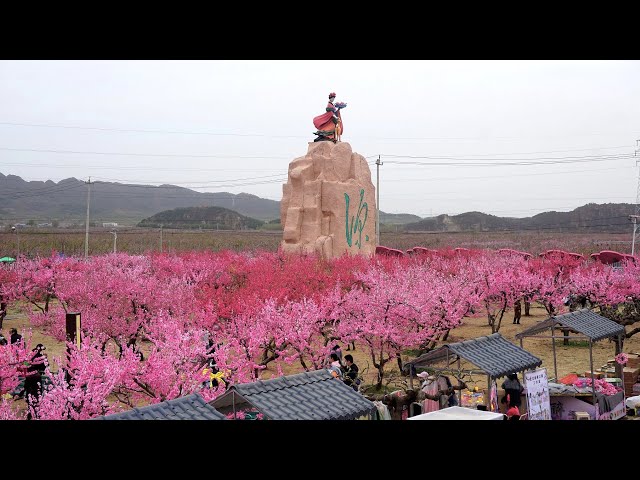 ⁣Международный фестиваль цветения персиковых деревьев открылся в Пекине