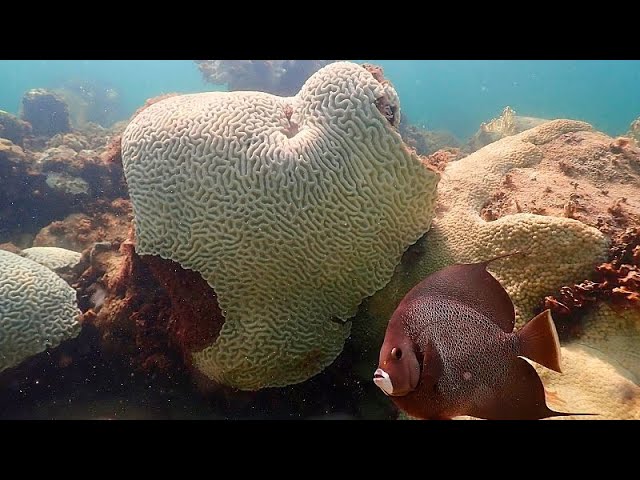 ⁣El cambio climático causa el cuarto blanqueamiento masivo de los arrecifes de coral del mundo