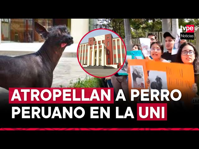 Rímac: mujer ingresa a la UNI sin permiso y atropella dos veces a perro peruano