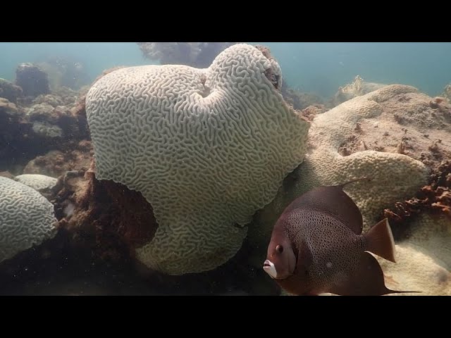 ⁣Hitze stresst die Korallen, sie verlieren ihre Farbe und sterben