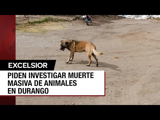 Envenenamiento masivo de animales en Durango aterroriza a vecinos