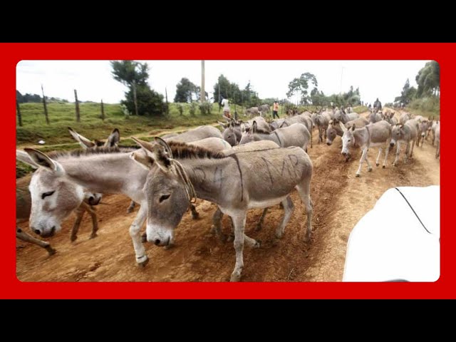 Donkey Defenders: Government Launches Training Program to Safeguard Donkeys and Stop Illegal Trade