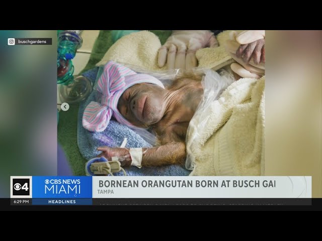 ⁣Endangered Bornean orangutan born at Busch Gardens in Tampa