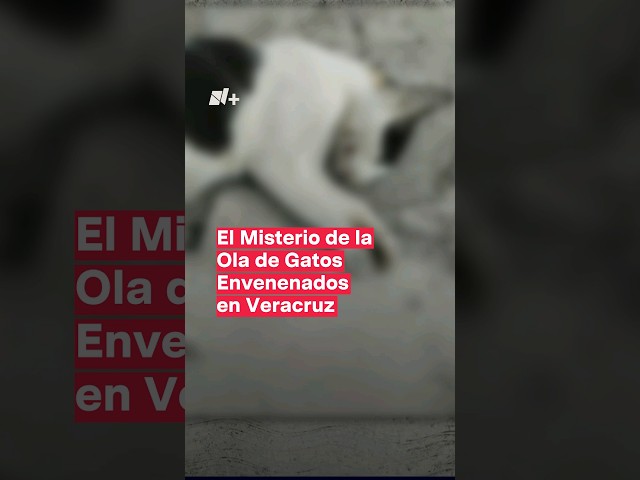 El misterio de la ola de gatos envenenados en Veracruz - N+ #Shorts