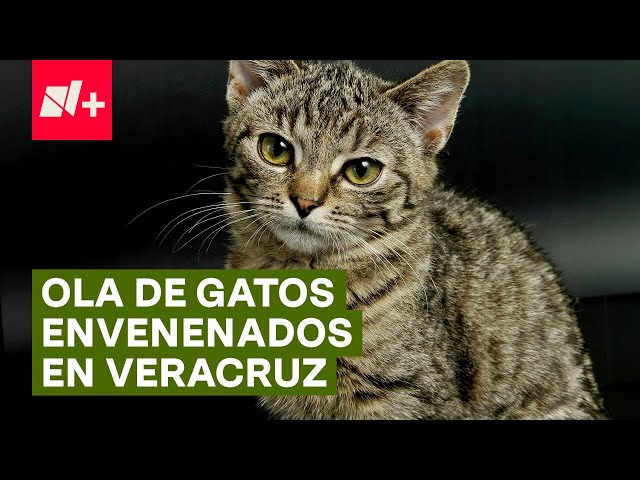 ⁣El misterio de la ola de gatos envenenados en Veracruz - N+ #Shorts