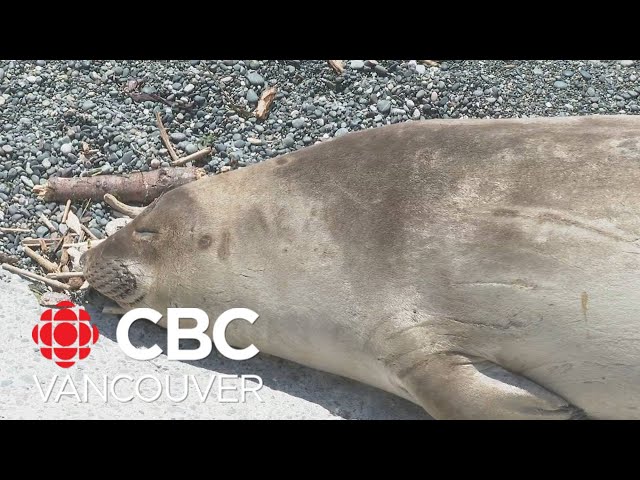 ⁣Emerson the elephant seal finds his way back to Victoria