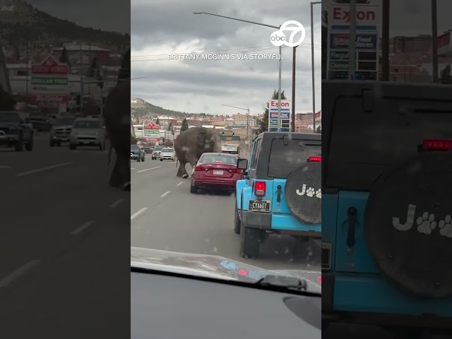⁣Video shows elephant walking through traffic after escaping circus in Montana