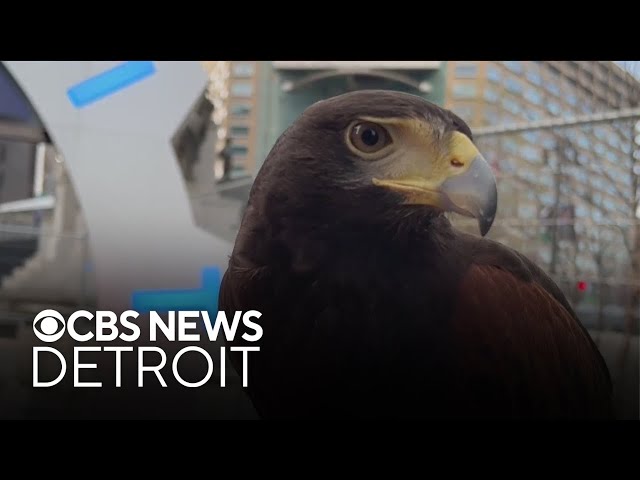 ⁣Two birds trained to help keep things clean ahead of NFL Draft in Detroit
