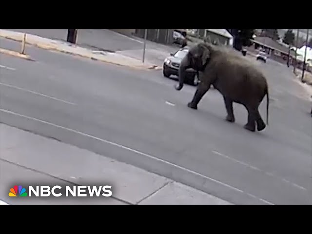 ⁣Elephant escapes circus, wanders streets of Montana