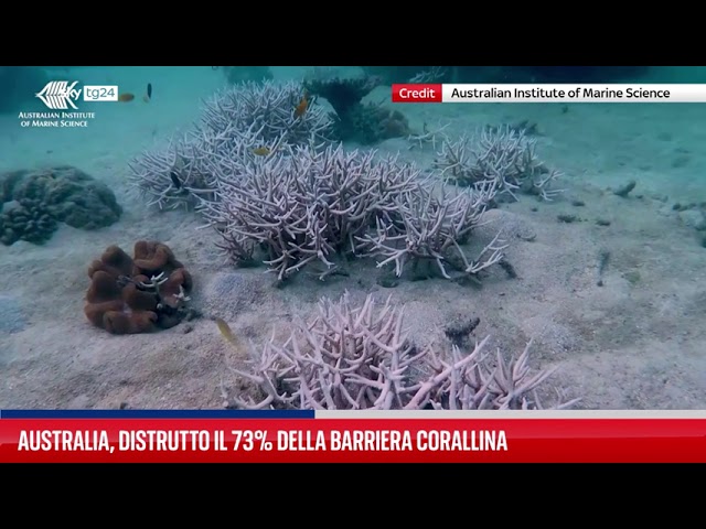 ⁣Australia, distrutto il 73% della barriera corallina