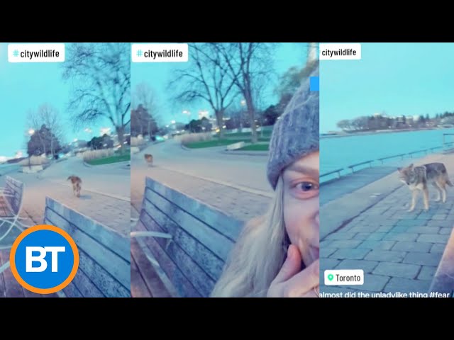 Toronto woman has incredible reaction to encountering a coyote