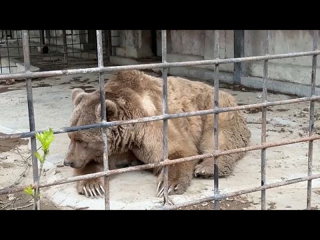 ⁣Deux ours survivent à un incendie meurtrier en Crimée